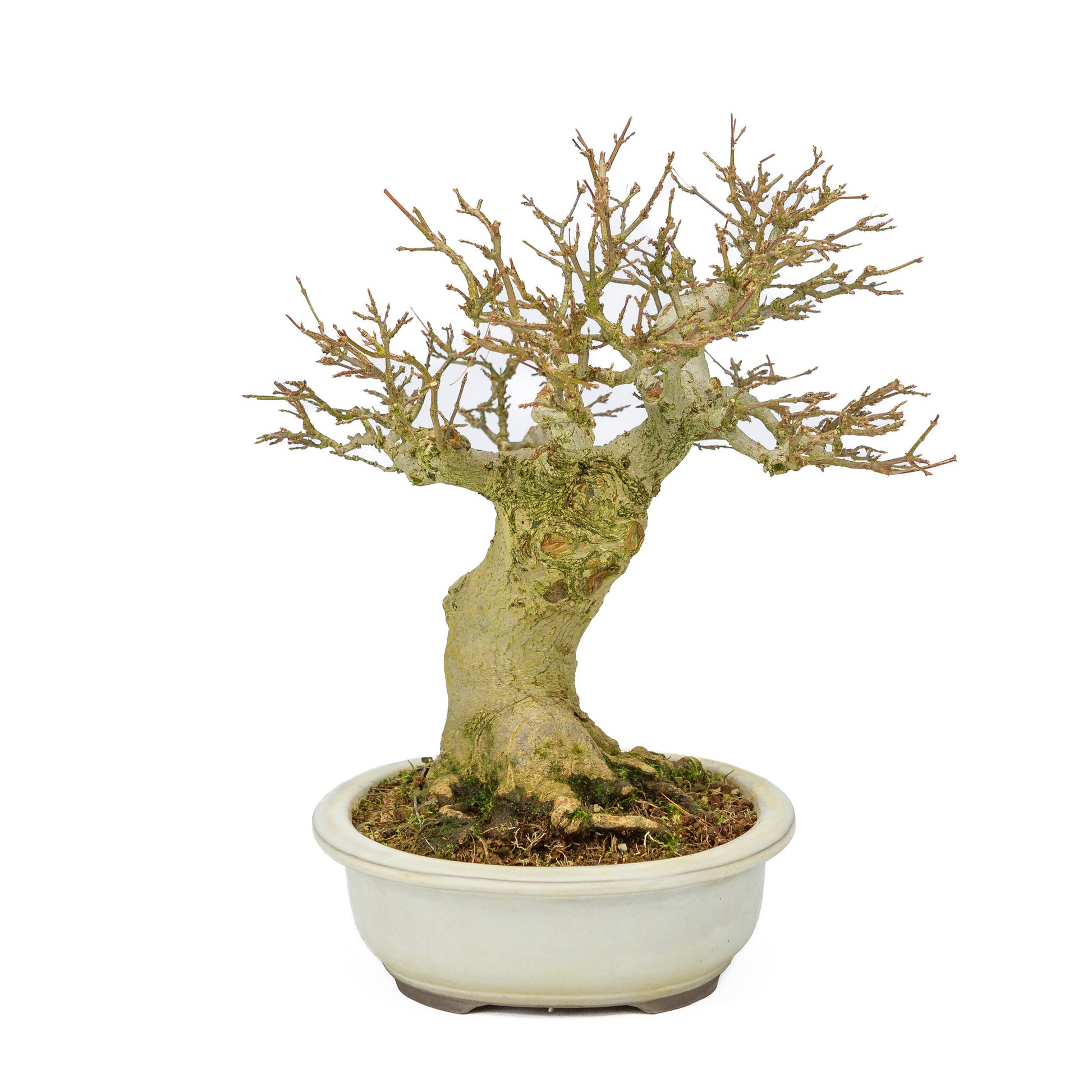 Bonsaï d'extérieur Acer buergerianum crème pot ovale 25cm, hauteur ~36cm
