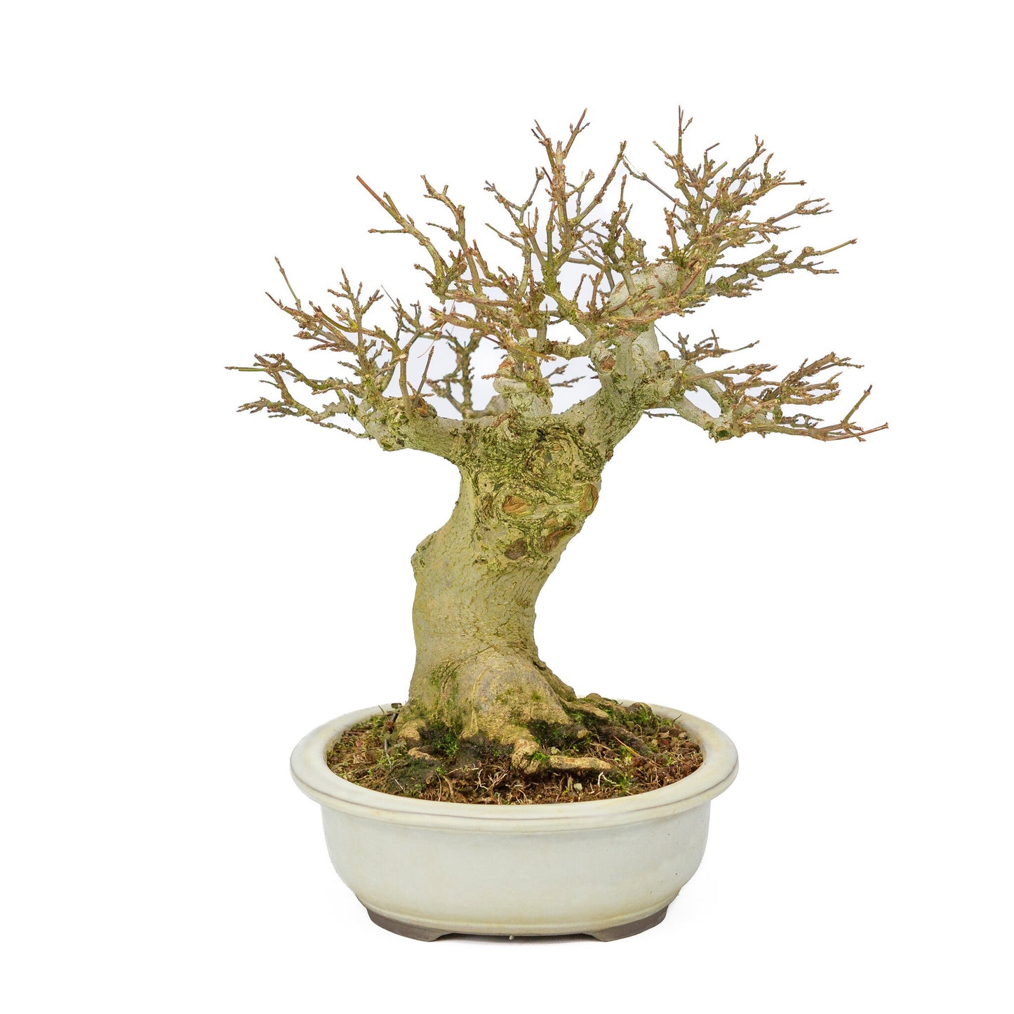 Bonsaï d'extérieur Acer buergerianum pot ovale crème 25 cm, hauteur ~36 cm