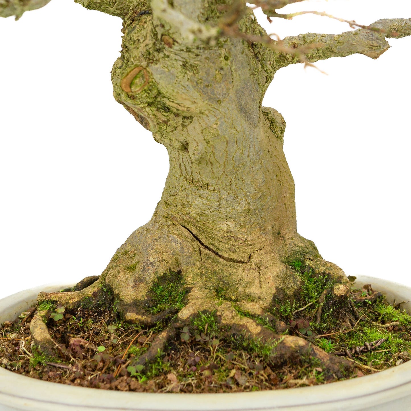 Bonsaï d'extérieur Acer buergerianum pot ovale crème 25 cm, hauteur ~36 cm