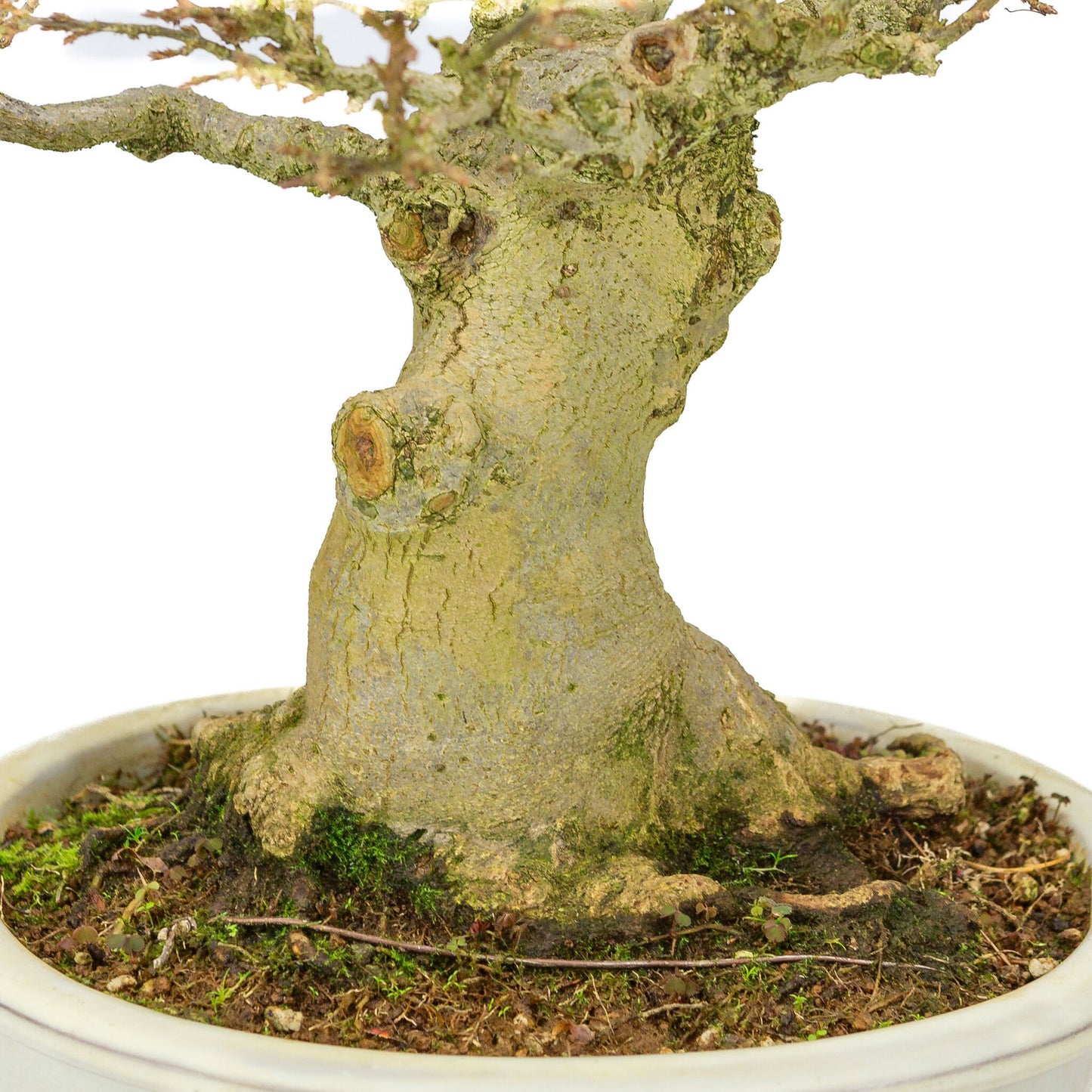 Bonsaï d'extérieur Acer buergerianum pot ovale crème 25 cm, hauteur ~36 cm