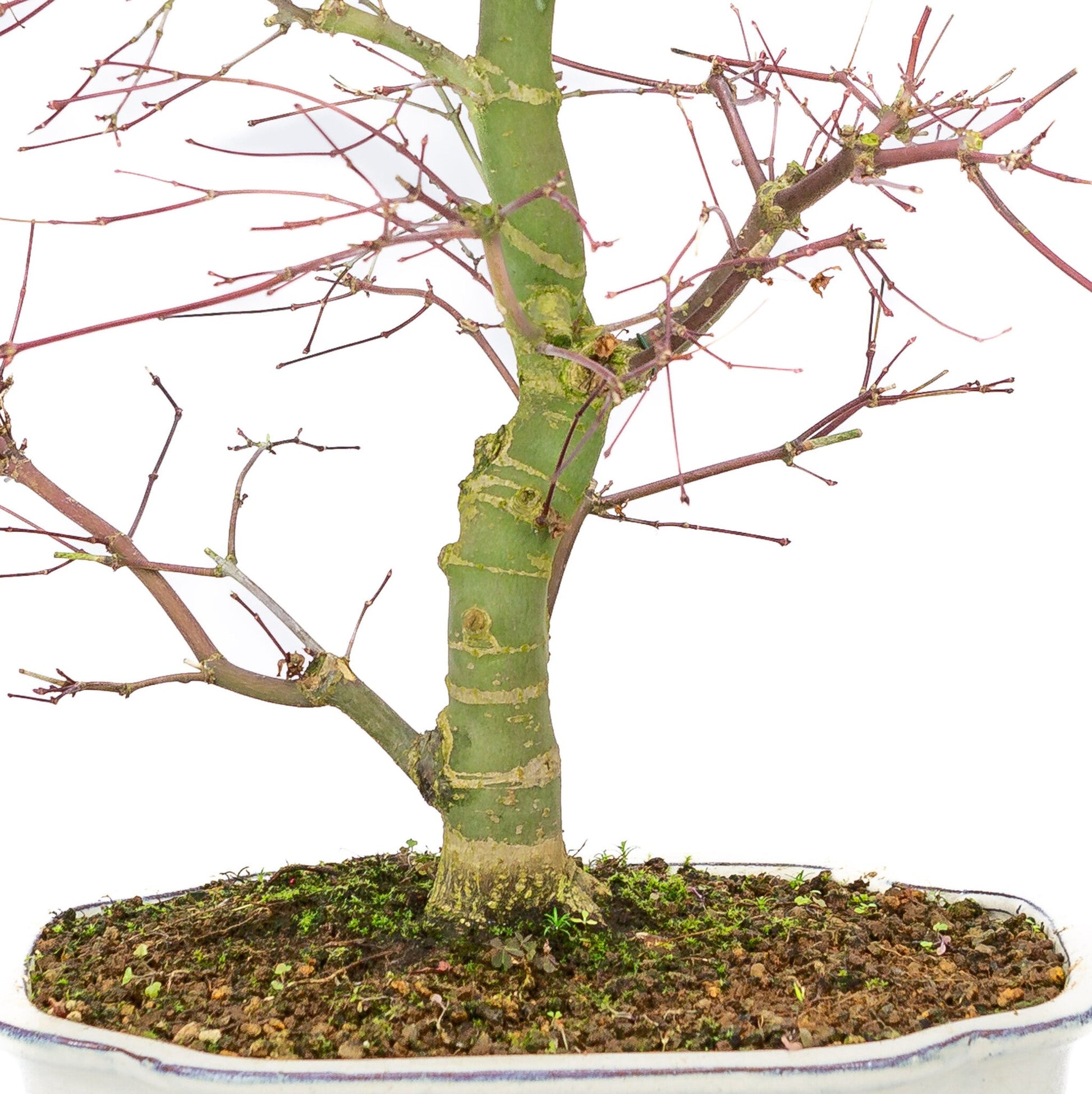 Bonsaï d'extérieur Acer palmatum Deshojo pot Mokko crème 25 cm, hauteur ~46 cm