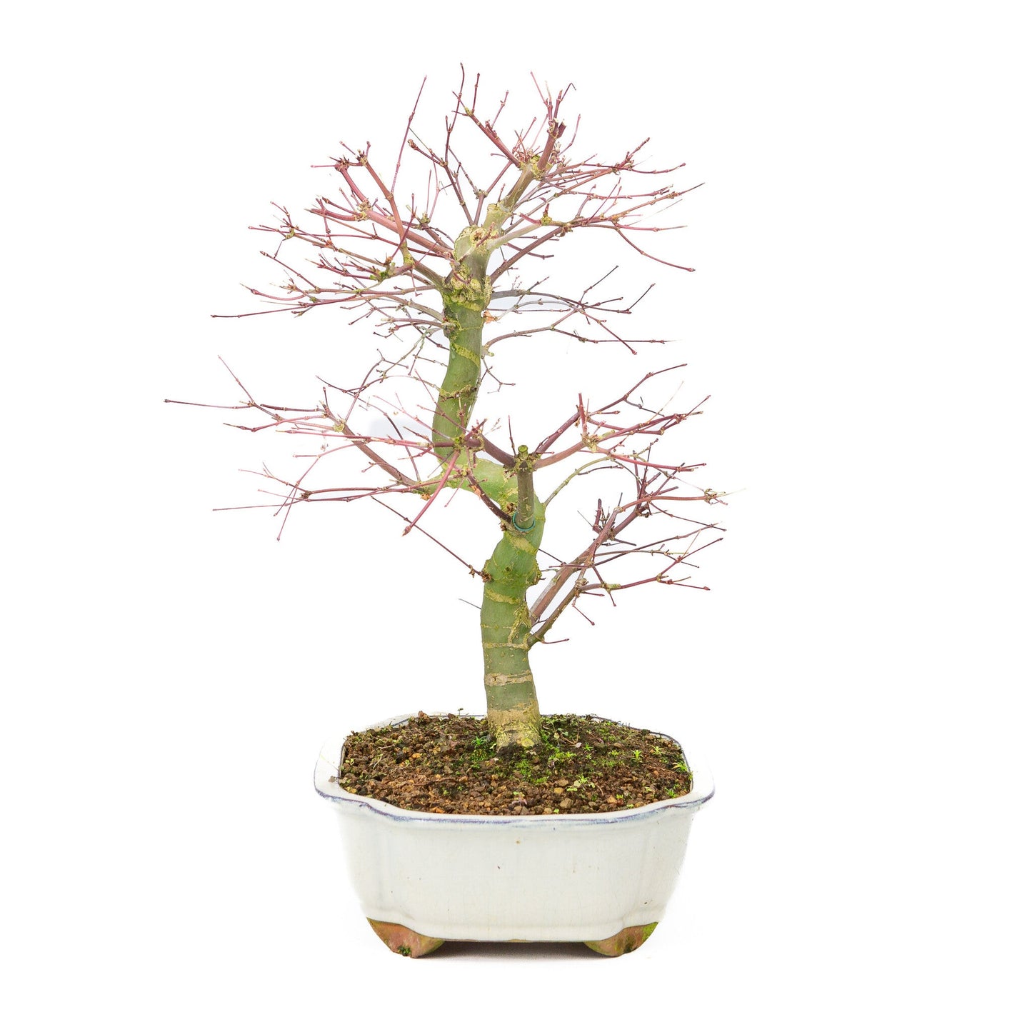 Bonsaï d'extérieur Acer palmatum Deshojo pot Mokko crème 25 cm, hauteur ~46 cm