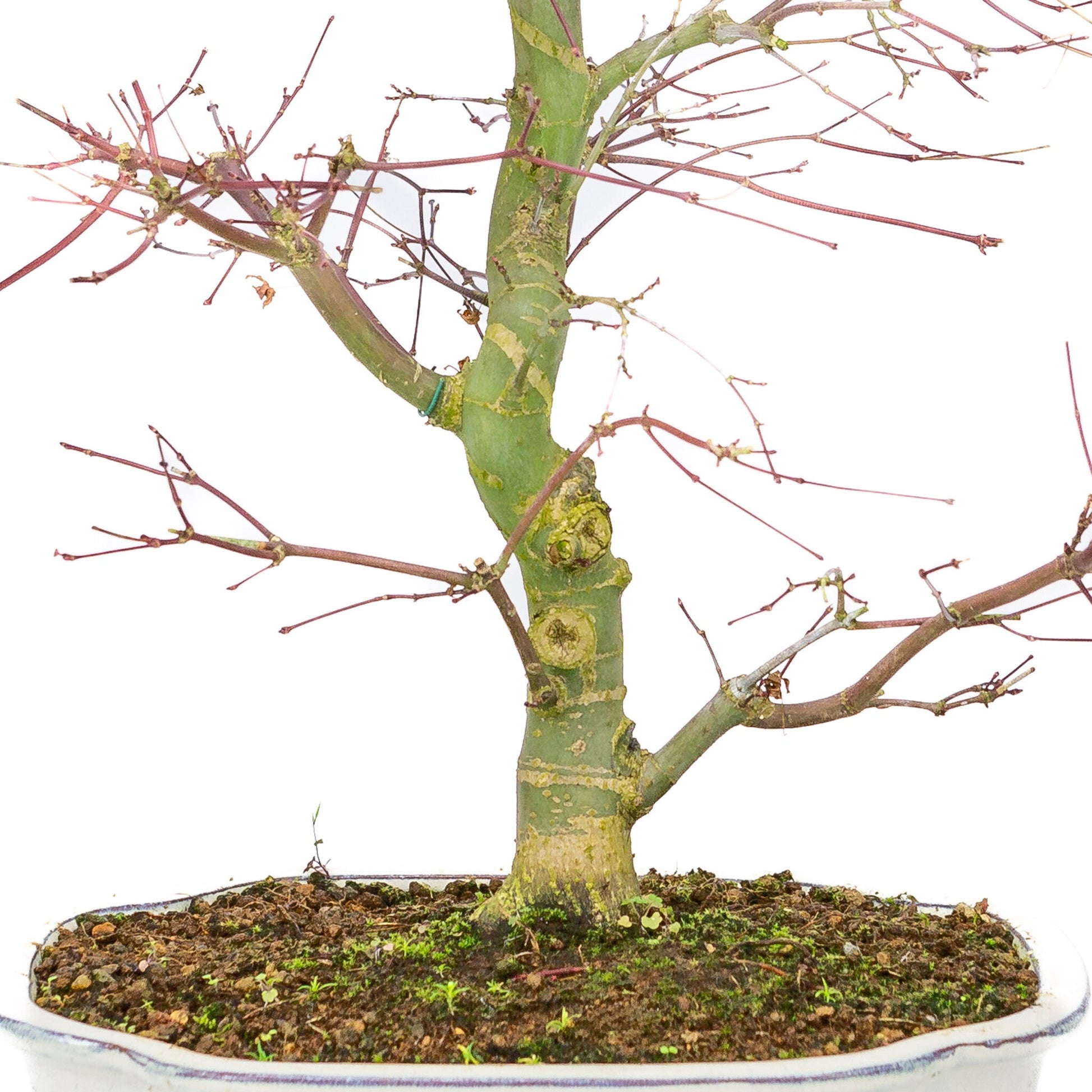Bonsaï d'extérieur Acer palmatum Deshojo pot Mokko crème 25 cm, hauteur ~46 cm