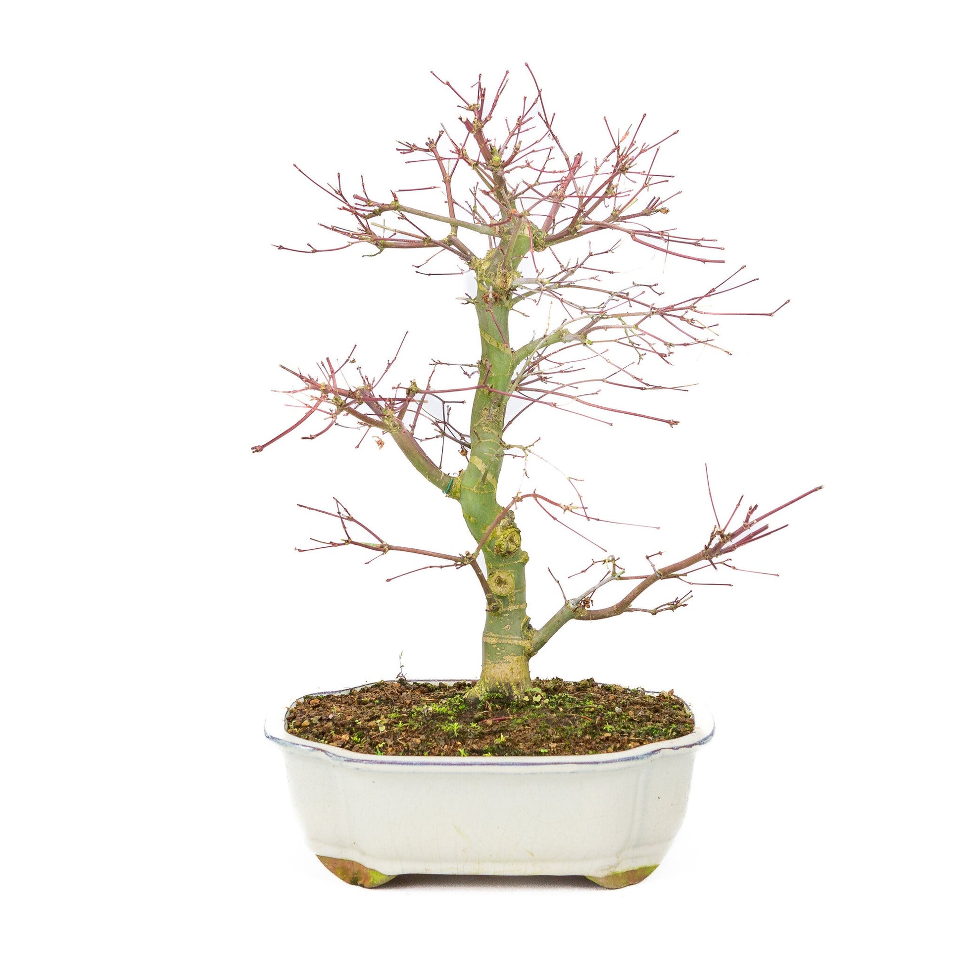 Bonsaï d'extérieur Acer palmatum Deshojo pot Mokko crème 25 cm, hauteur ~46 cm