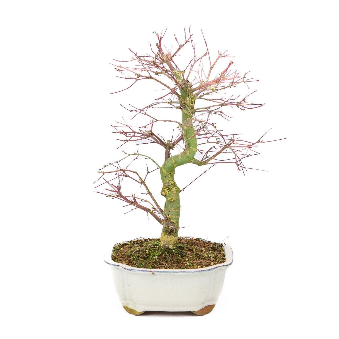 Bonsaï d'extérieur Acer palmatum Deshojo couleur crème, pot Mokko 25 cm, hauteur ~46 cm