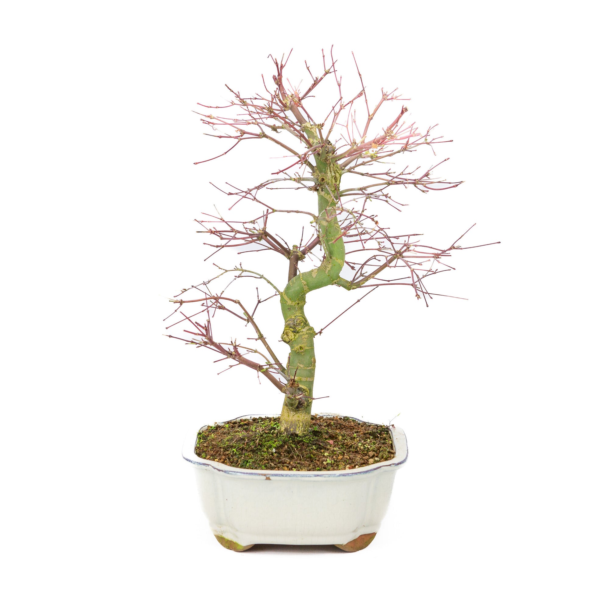 Bonsaï d'extérieur Acer palmatum Deshojo couleur crème, pot Mokko 25 cm, hauteur ~46 cm