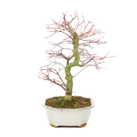Bonsaï d'extérieur Acer palmatum Deshojo couleur crème, pot Mokko 25 cm, hauteur ~46 cm