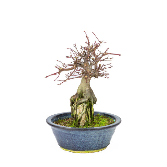 Bonsaï d'extérieur Acer palmatum 'Deshojo', pot rond bleu de 20 cm, hauteur ~31 cm