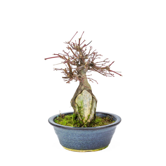 Bonsaï d'extérieur Acer palmatum 'Deshojo', pot rond bleu de 20 cm, hauteur ~31 cm