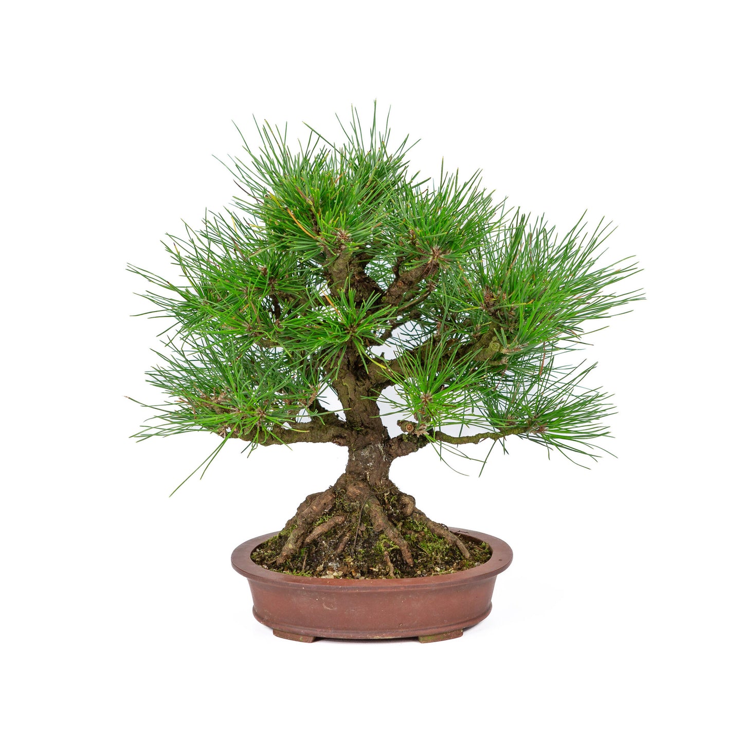Bonsaï d'extérieur Pinus thunbergii en pot ovale non émaillé de 19 cm de diamètre, hauteur ~30 cm