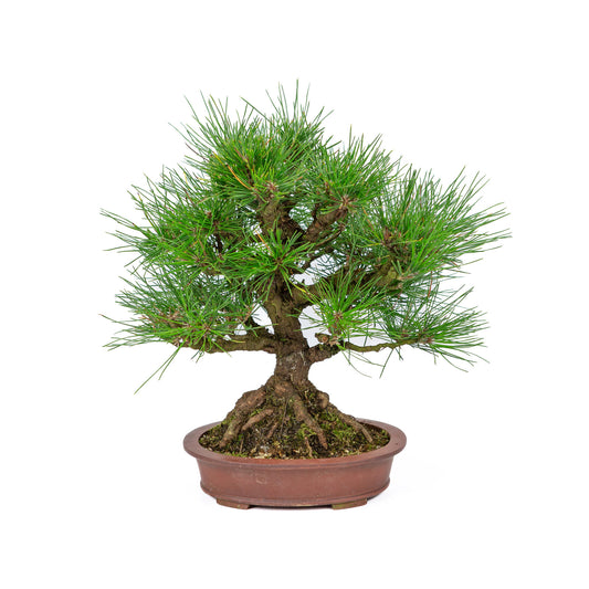 Bonsaï d'extérieur Pinus thunbergii en pot ovale non émaillé de 19 cm de diamètre, hauteur ~30 cm