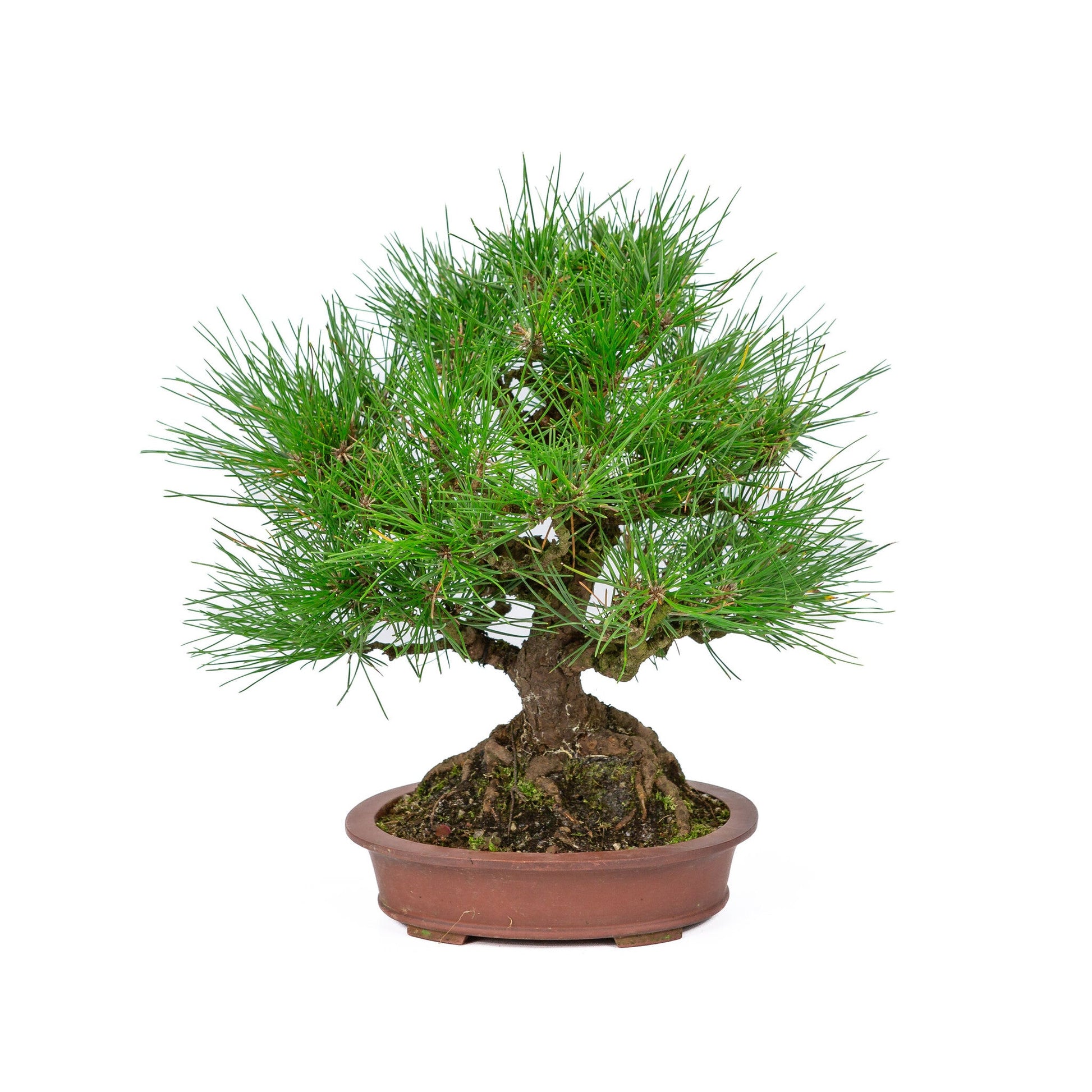 Bonsaï d'extérieur Pinus thunbergii pot ovale non émaillé 19 cm, hauteur ~30 cm