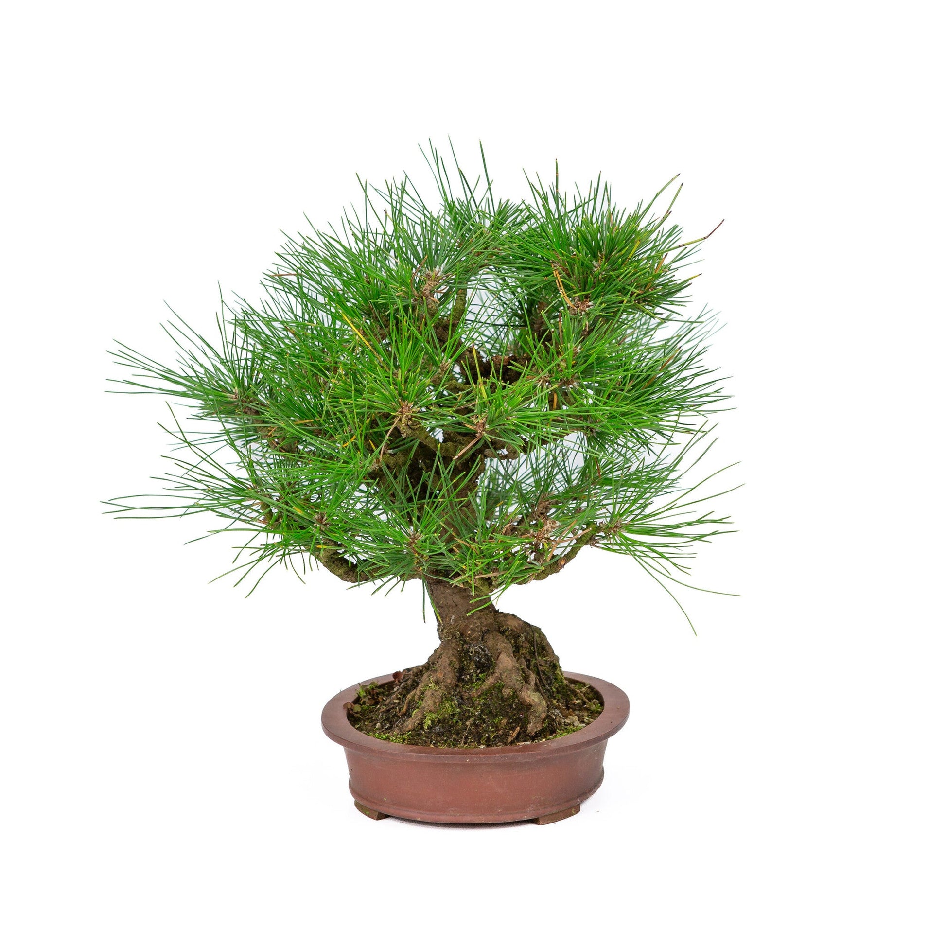 Bonsaï d'extérieur Pinus thunbergii pot ovale non émaillé 19 cm, hauteur ~30 cm