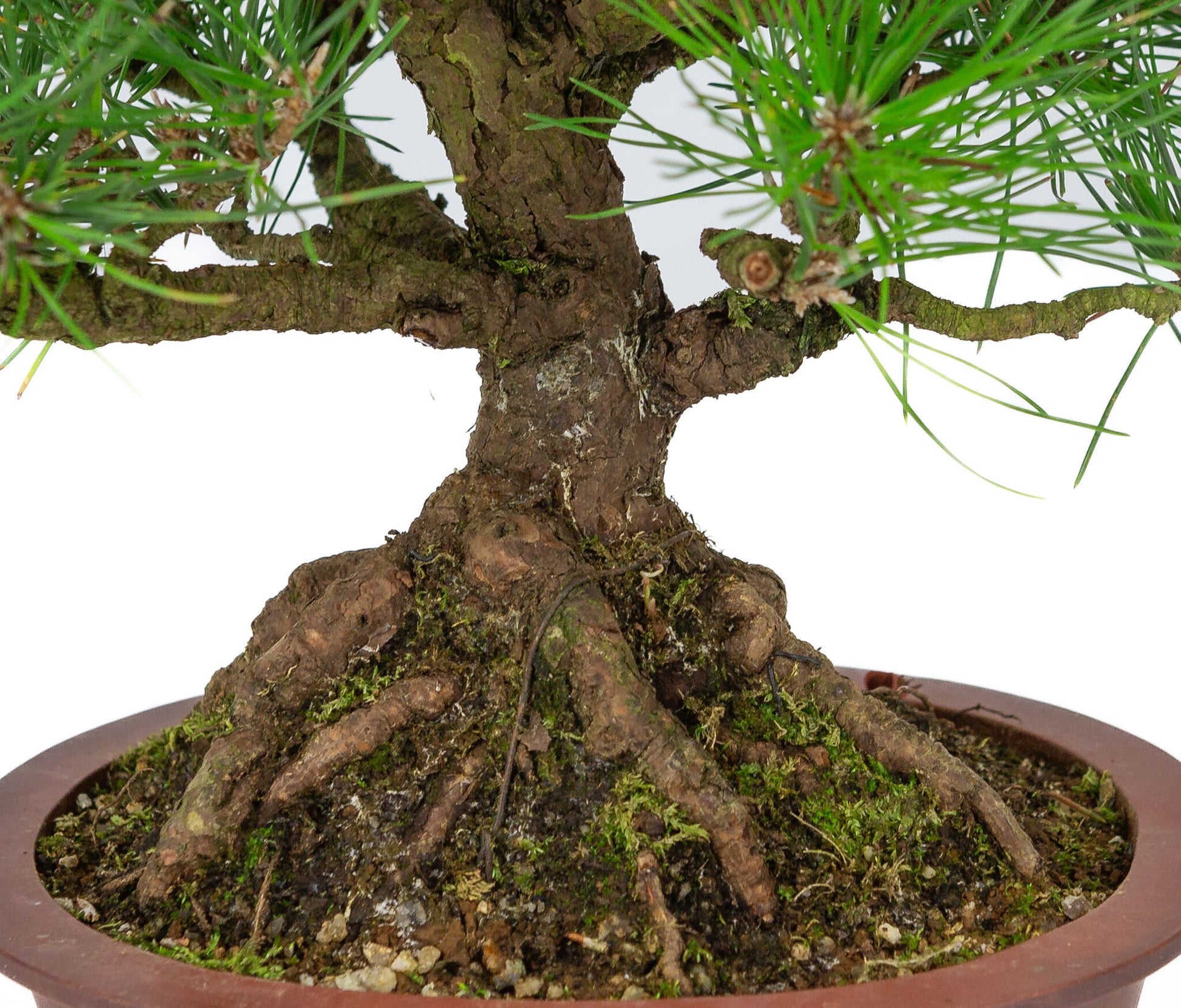 Bonsaï d'extérieur Pinus thunbergii pot ovale non émaillé 19 cm, hauteur ~30 cm