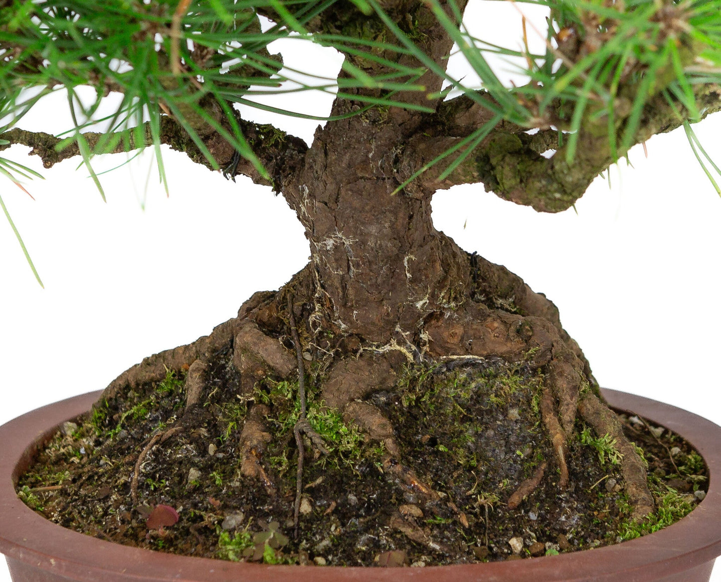 Bonsaï d'extérieur Pinus thunbergii pot ovale non émaillé 19 cm, hauteur ~30 cm