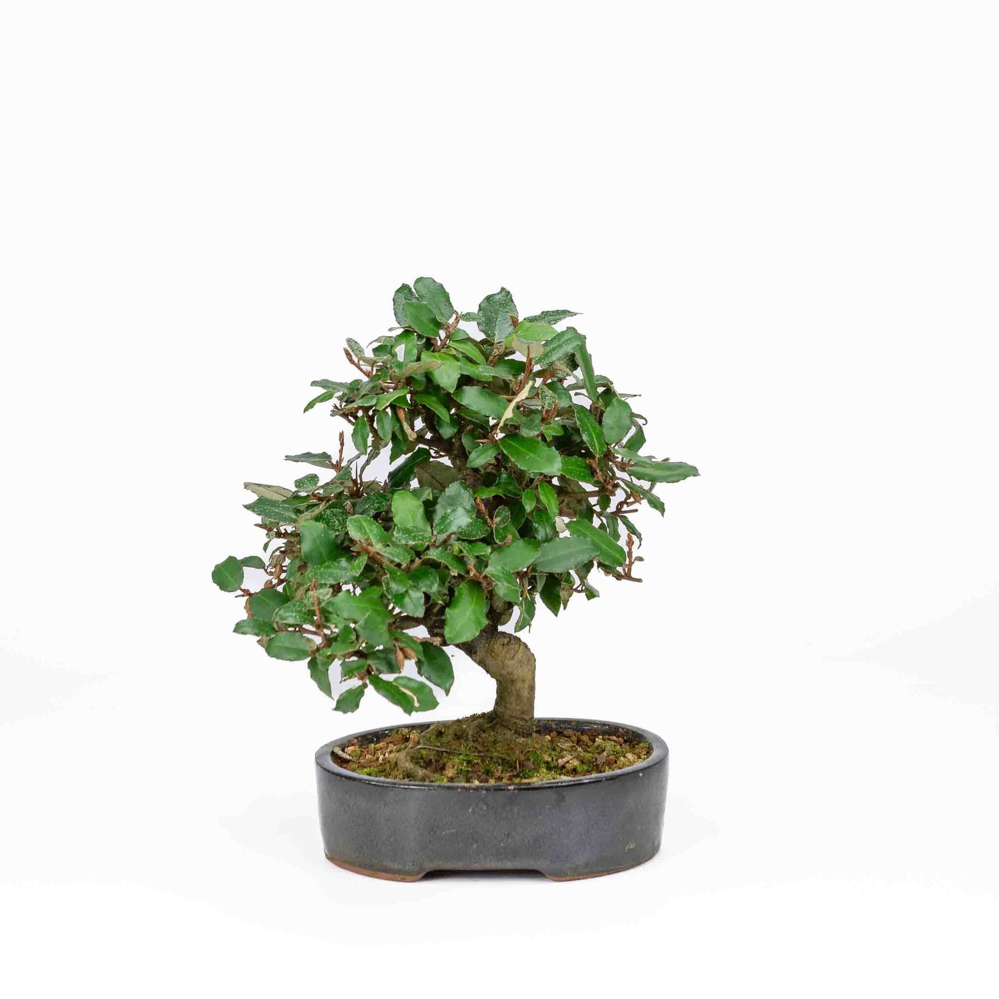 Bonsaï d'extérieur Elaeagnus pungens, pot ovale bleu foncé de 15 cm, hauteur 24 cm
