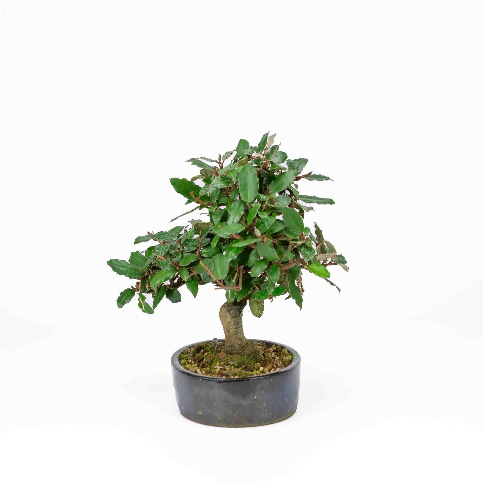 Bonsaï d'extérieur Elaeagnus pungens pot ovale bleu foncé 15 cm, hauteur 24 cm