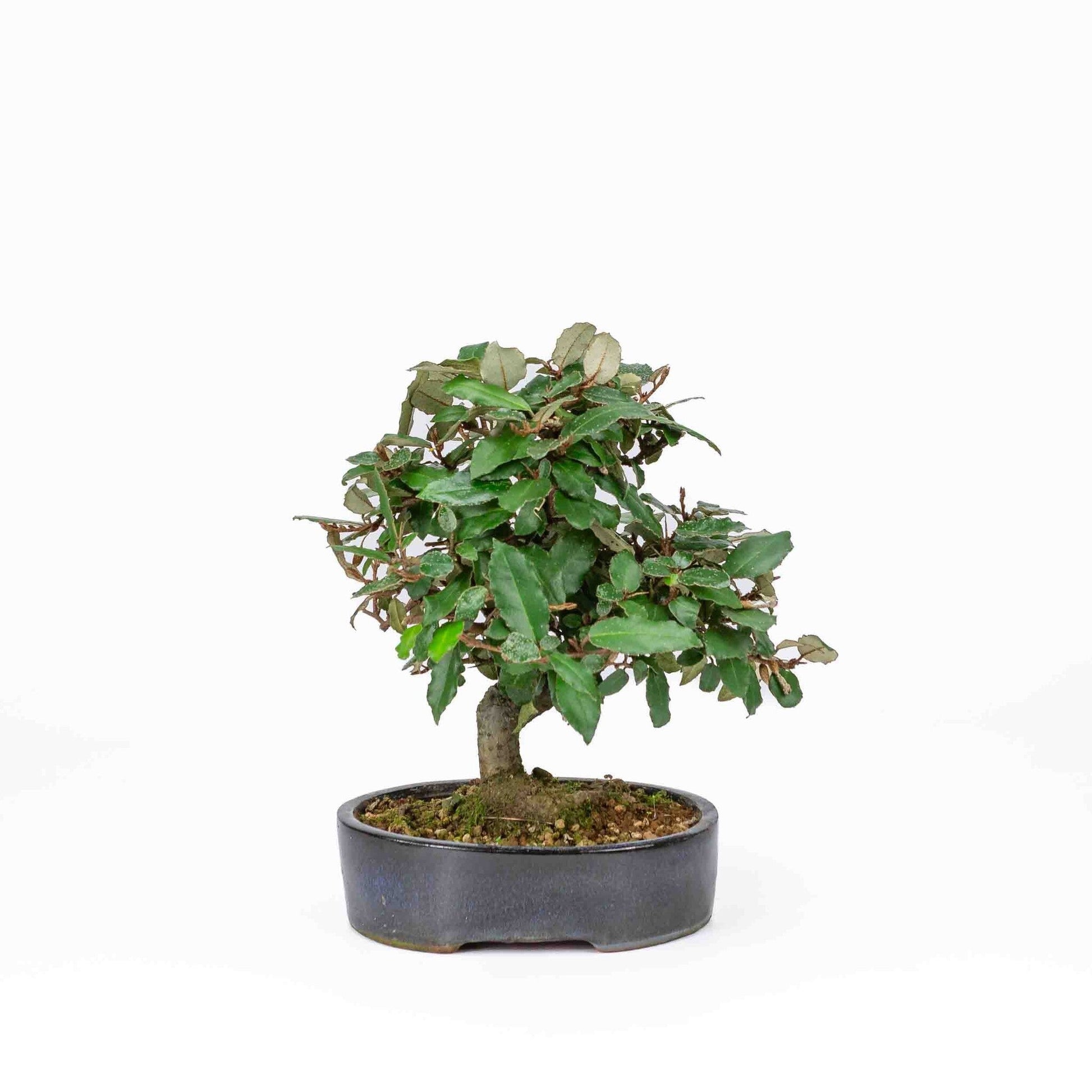 Bonsaï d'extérieur Elaeagnus pungens pot ovale bleu foncé 15 cm, hauteur 24 cm
