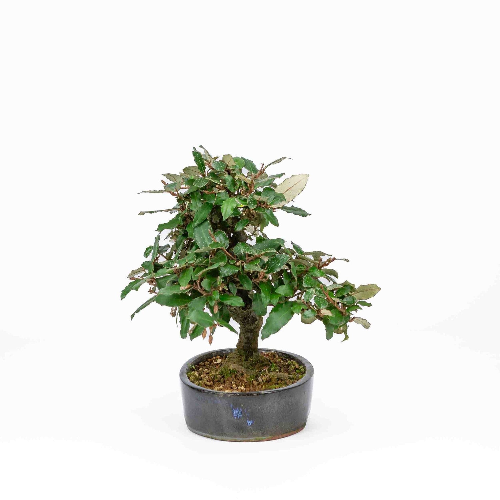 Bonsaï d'extérieur Elaeagnus pungens pot ovale bleu foncé 15 cm, hauteur 24 cm