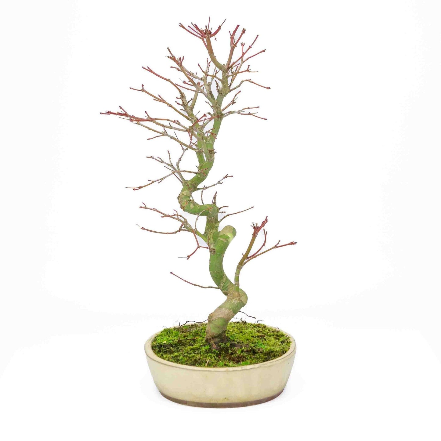 Bonsaï d'extérieur Acer palmatum pot ovale crème 20 cm, hauteur ~ 40 cm