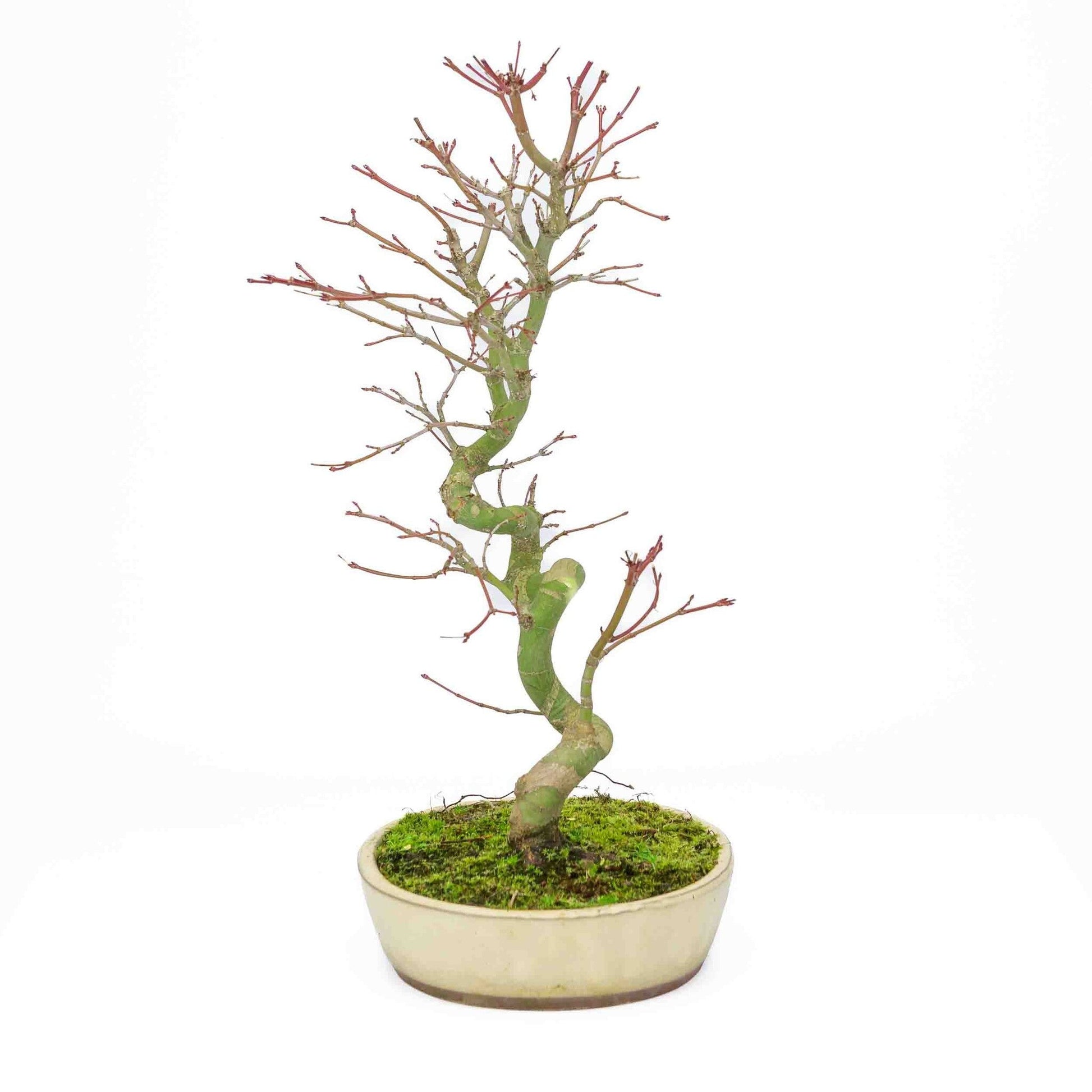 Bonsaï d'extérieur Acer palmatum pot ovale crème 20 cm, hauteur ~ 40 cm