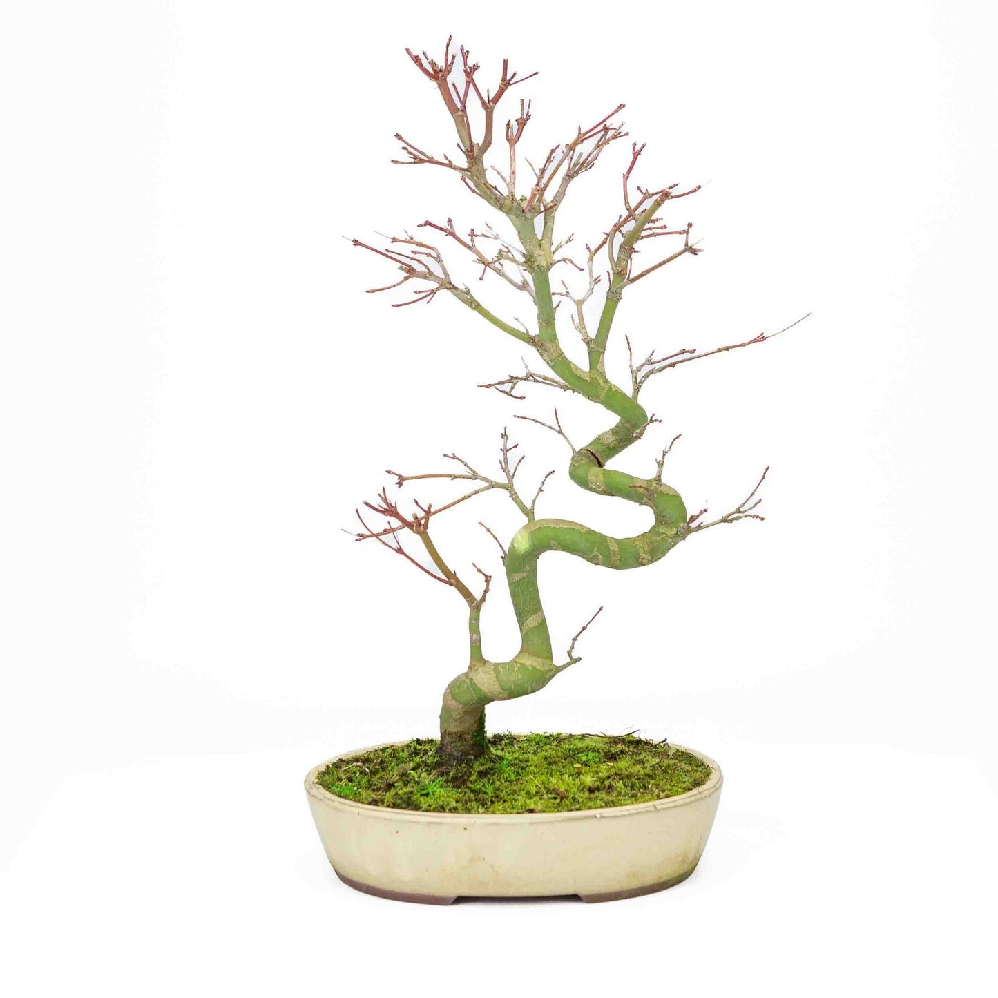 Bonsaï d'extérieur Acer palmatum pot ovale crème 20 cm, hauteur ~ 40 cm