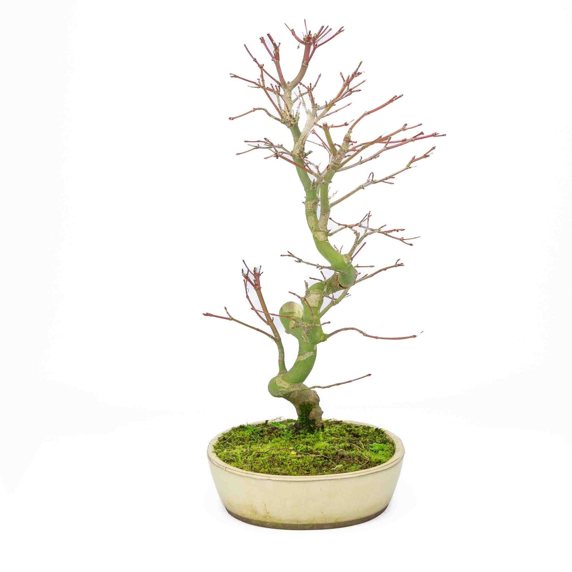 Bonsaï d'extérieur Acer palmatum pot ovale crème 20 cm, hauteur ~ 40 cm