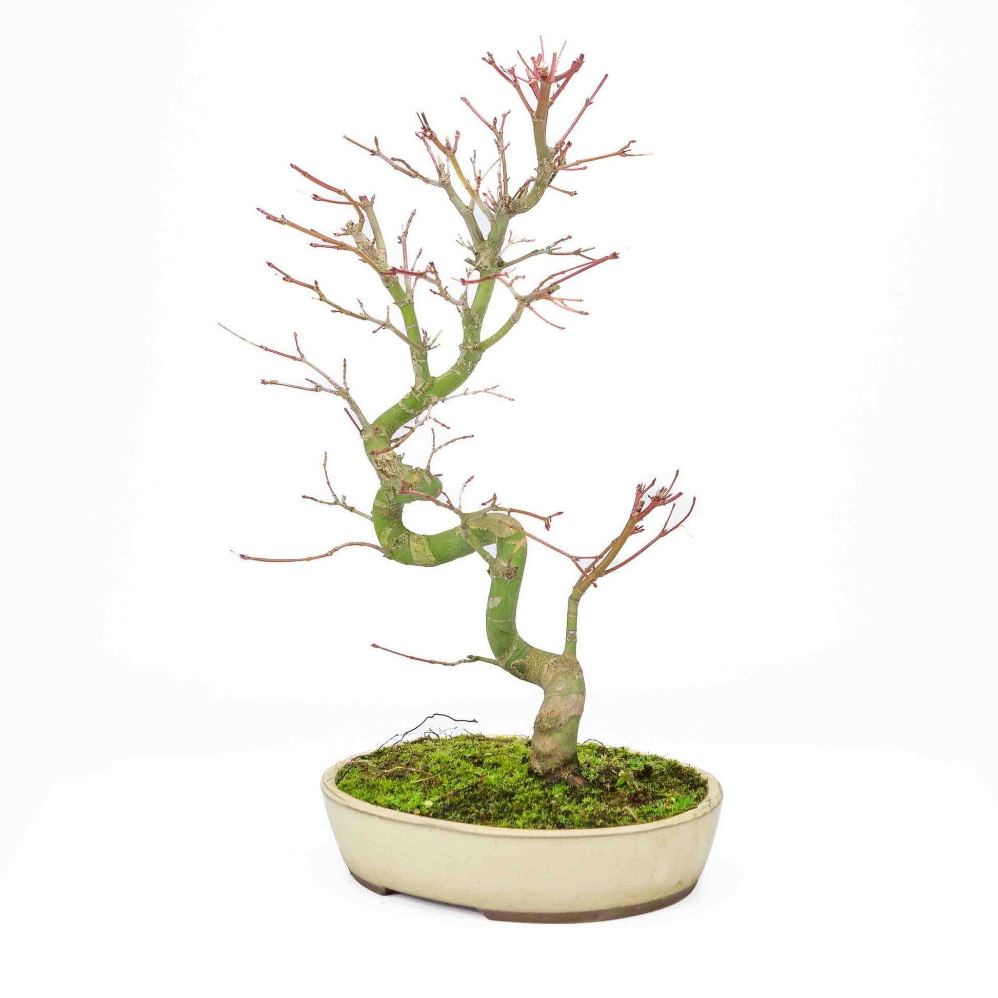 Bonsaï d'extérieur Acer palmatum pot ovale crème 20 cm, hauteur ~ 40 cm