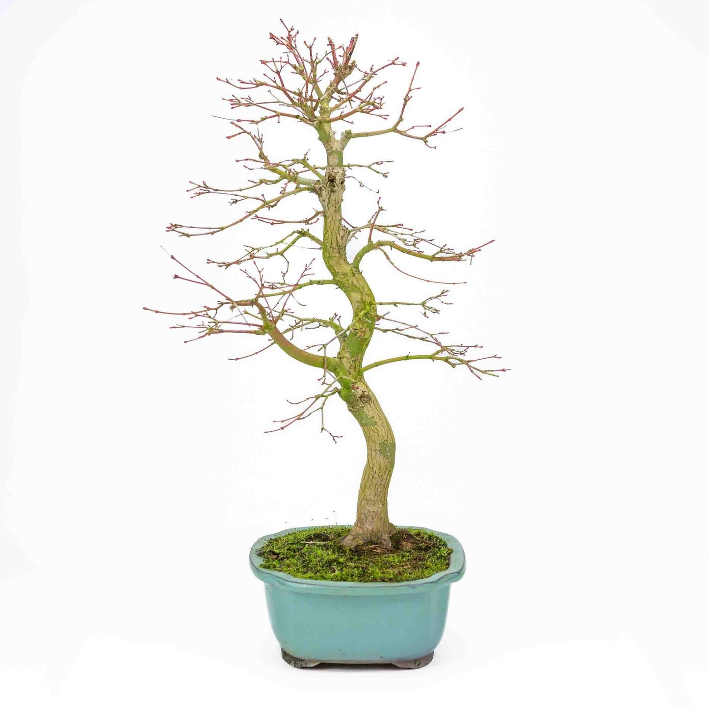 Bonsaï d'extérieur Acer palmatum turquoise Mokko pot 24 cm, hauteur ~55cm