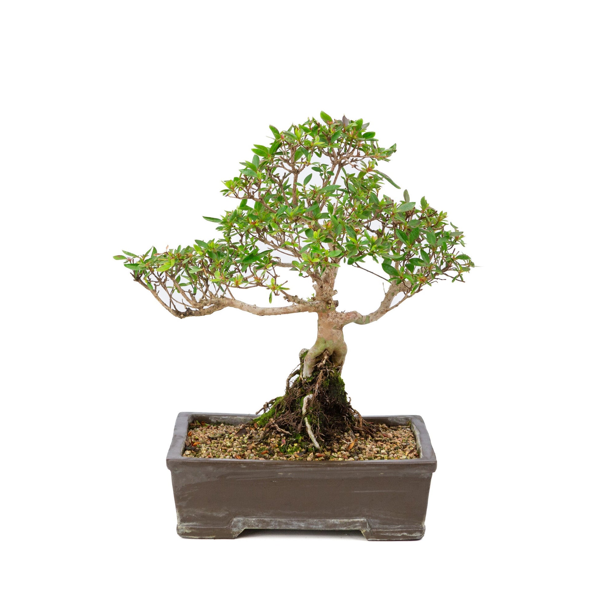 Bonsaï d'extérieur Rhododendron indicum pot rectangulaire non émaillé 25 cm, hauteur ~ 41 cm