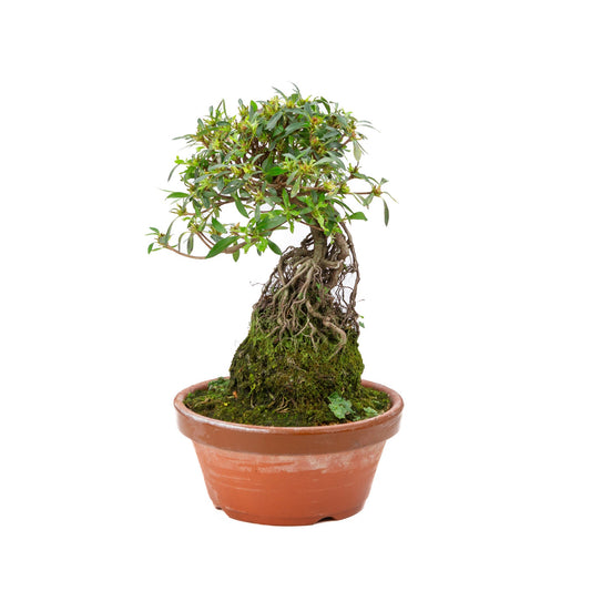 Bonsaï d'extérieur Rhododendron indicum « Shorin » pot en terre cuite 19 cm, hauteur ~35 cm