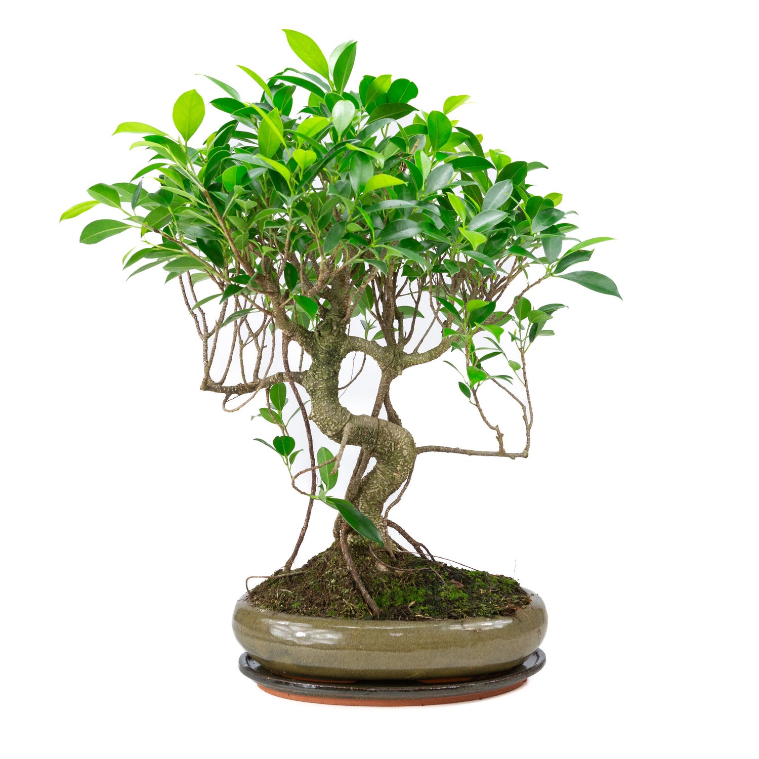 Bonsaï d'intérieur Ficus retusa, pot ovale vert de 29 cm, hauteur ~ 47 cm