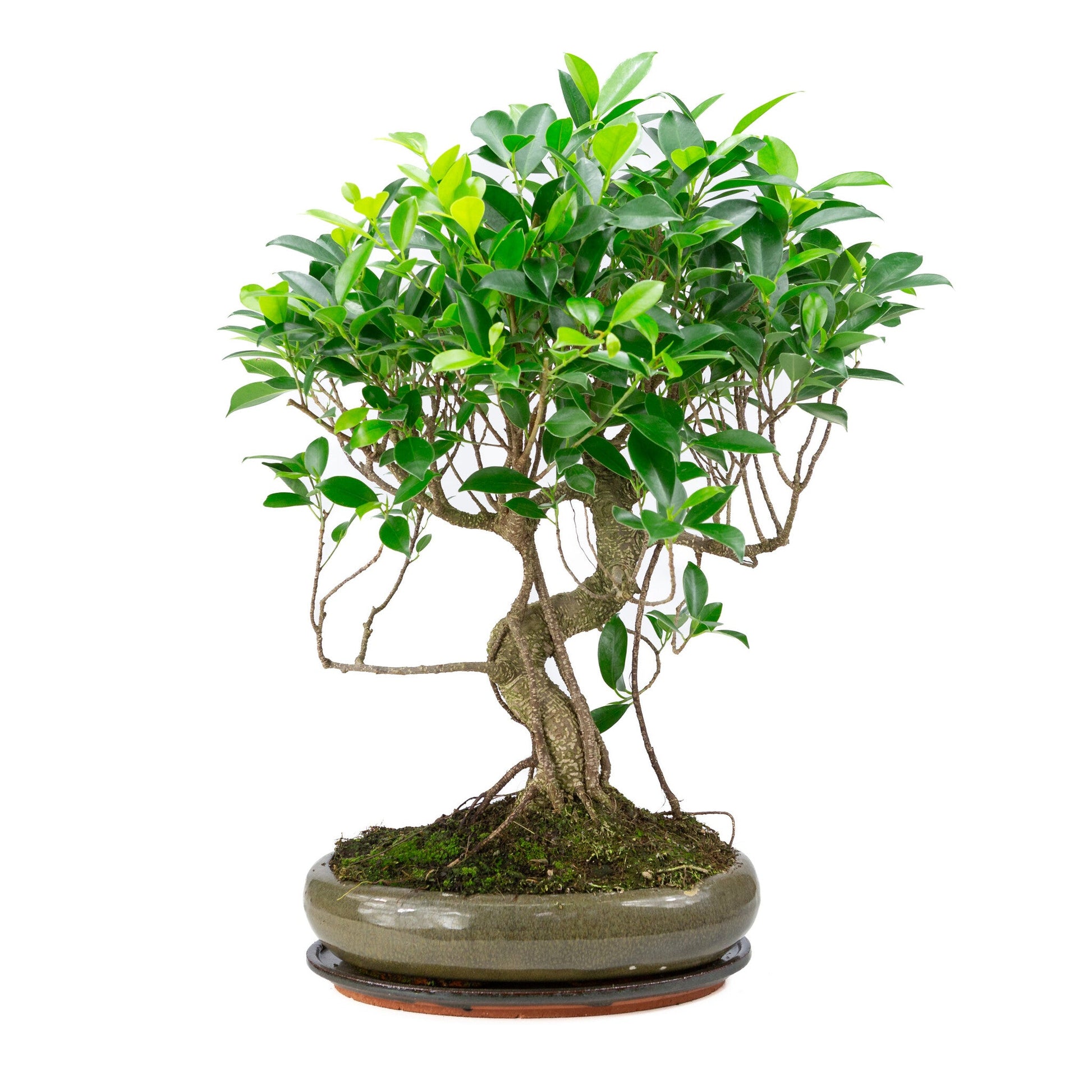 Bonsaï d'intérieur Ficus retusa shape pot ovale vert 29 cm, hauteur ~ 47 cm