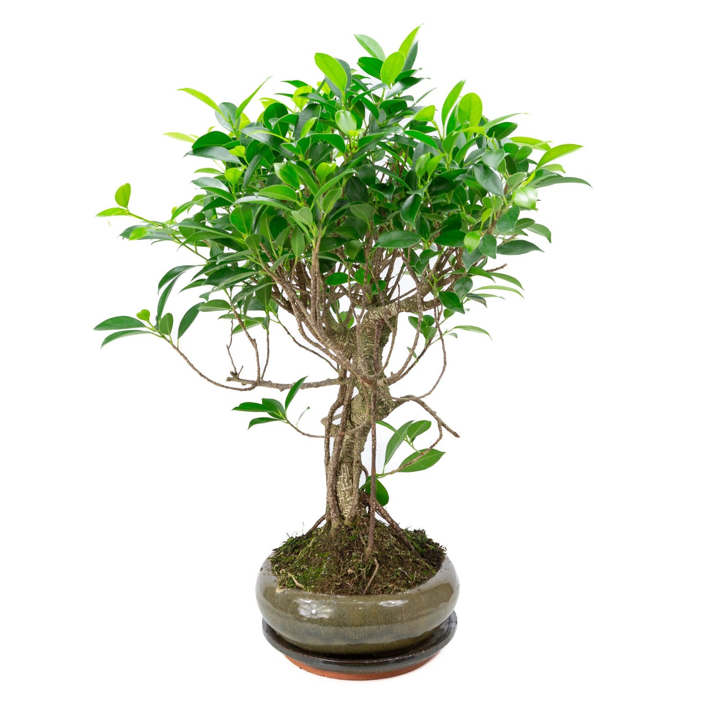Bonsaï d'intérieur Ficus retusa shape pot ovale vert 29 cm, hauteur ~ 47 cm