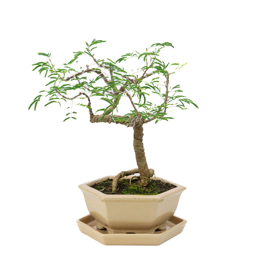 Bonsaï d'intérieur Vachellia crème pot hexagonal 19cm, hauteur ~23cm