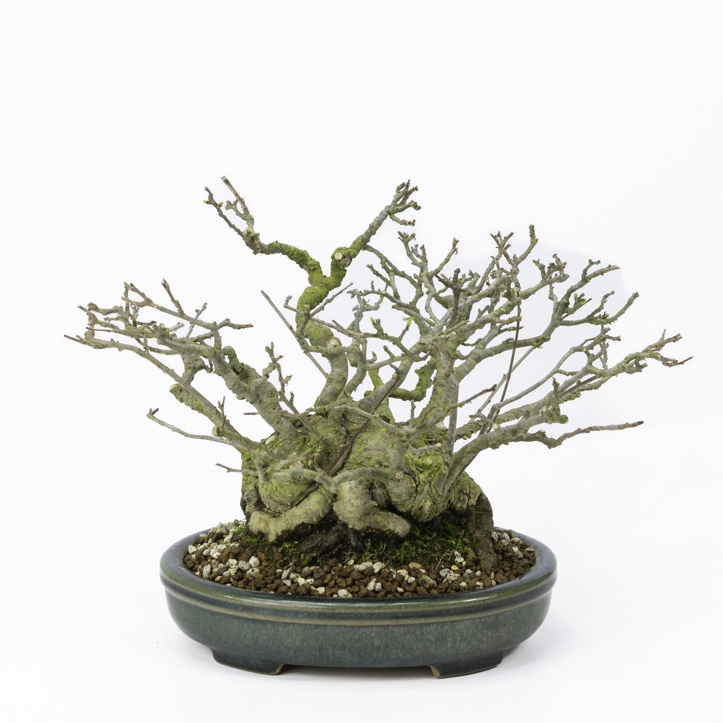 Shohin Bonsai d'extérieur Ilex serrata « Umemodoki » pot ovale vert 18 cm, hauteur ~21 cm