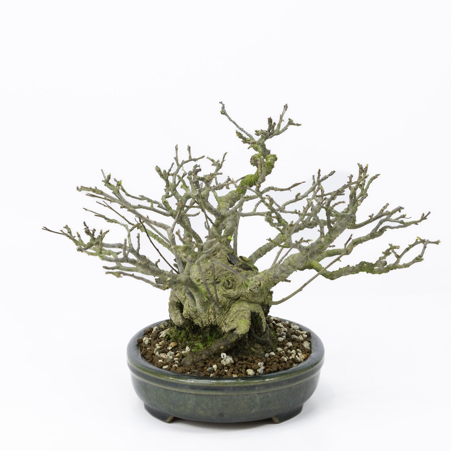 Shohin Bonsai d'extérieur Ilex serrata « Umemodoki » pot ovale vert 18 cm, hauteur ~21 cm