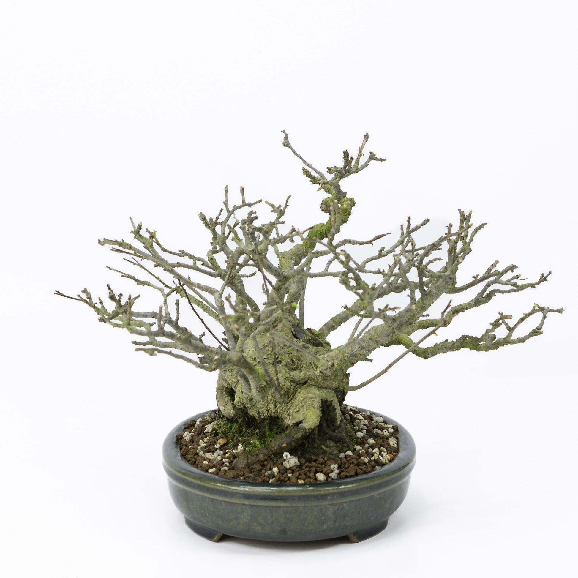 Shohin Bonsai d'extérieur Ilex serrata « Umemodoki » pot ovale vert 18 cm, hauteur ~21 cm