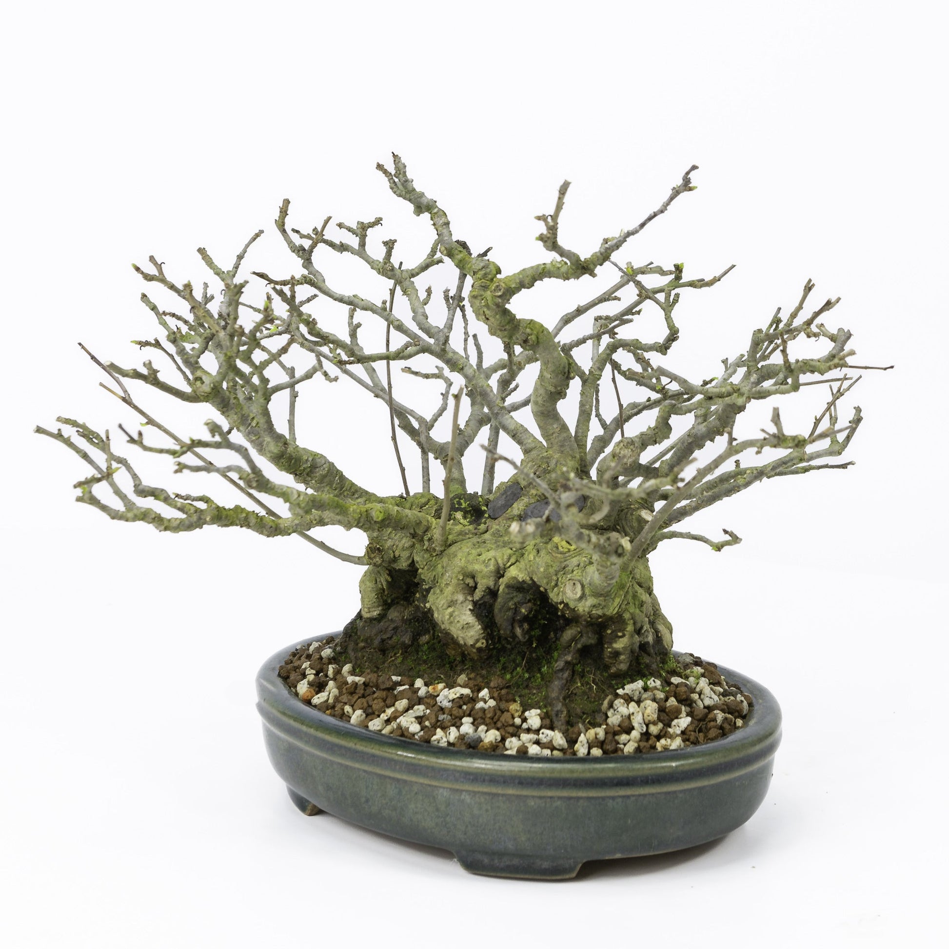 Shohin Bonsai d'extérieur Ilex serrata « Umemodoki » pot ovale vert 18 cm, hauteur ~21 cm