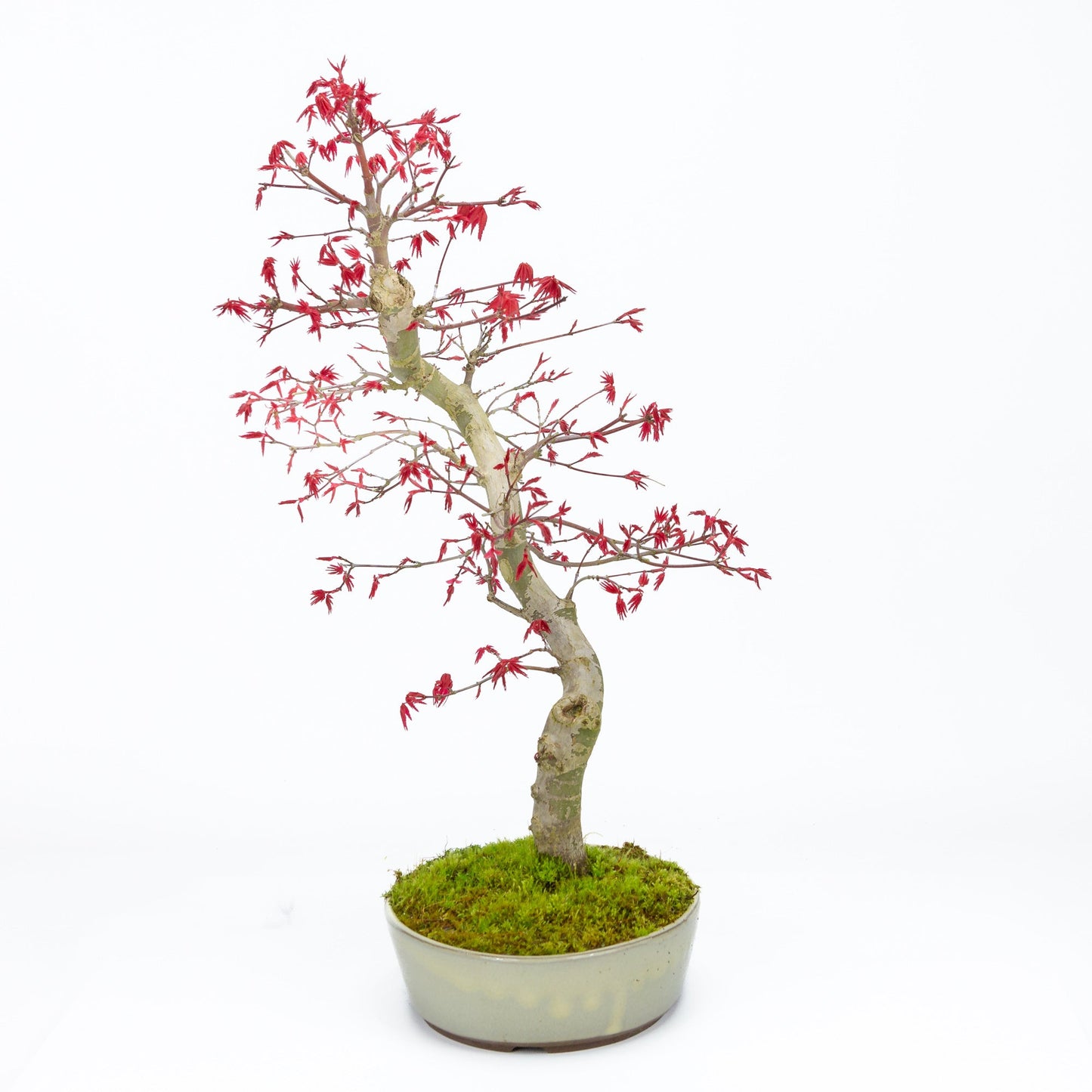 Bonsaï d'extérieur Acer palmatum Deshojo pot ovale beige 21 cm, hauteur ~45 cm