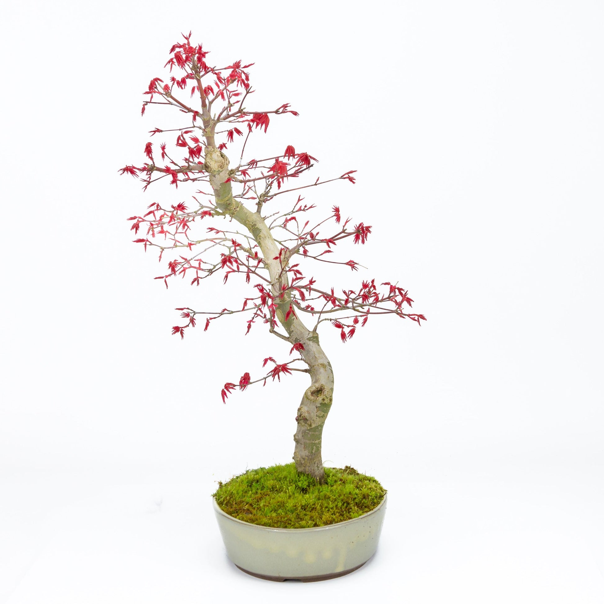 Bonsaï d'extérieur Acer palmatum Deshojo pot ovale beige 21 cm, hauteur ~45 cm