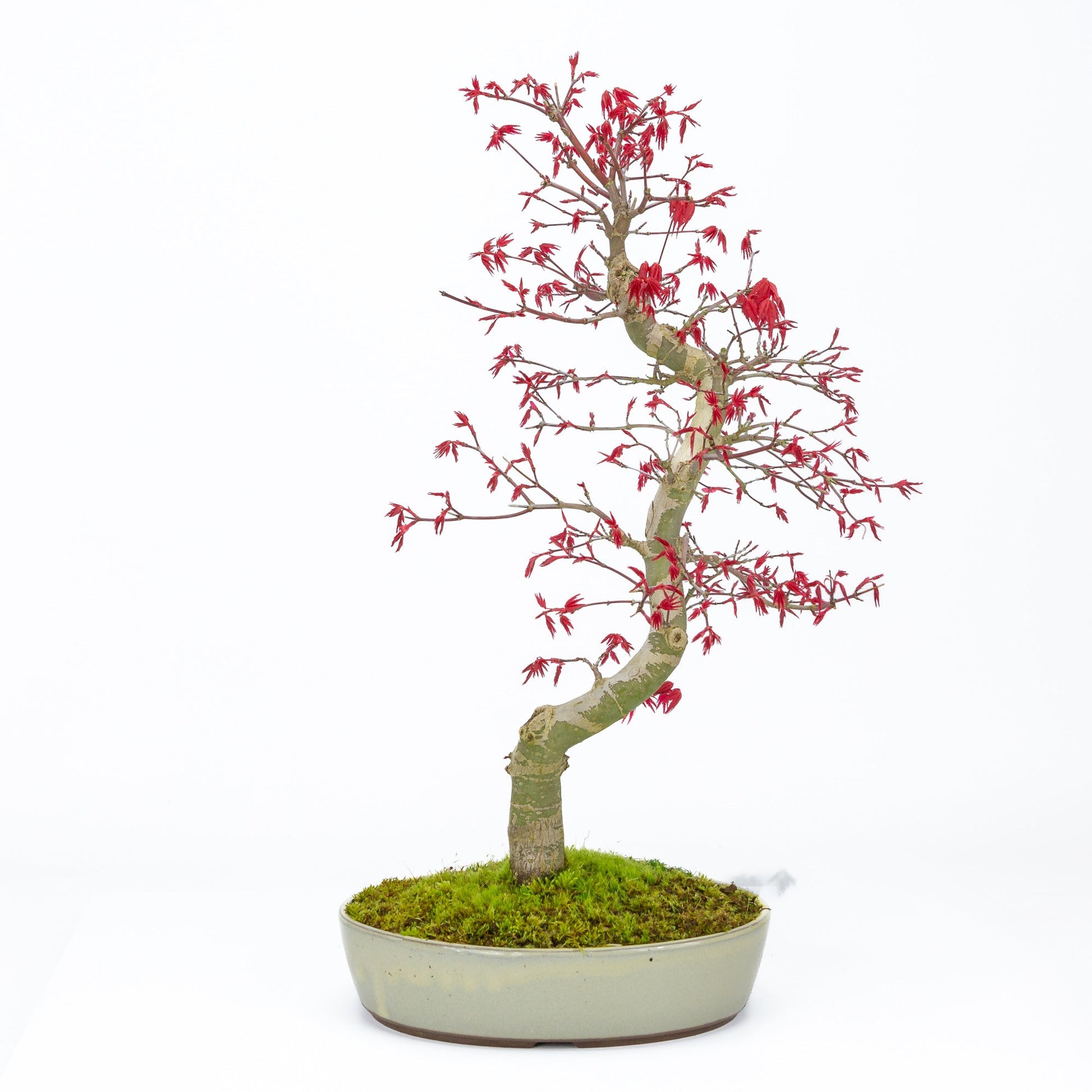 Bonsaï d'extérieur Acer palmatum Deshojo pot ovale beige 21 cm, hauteur ~45 cm