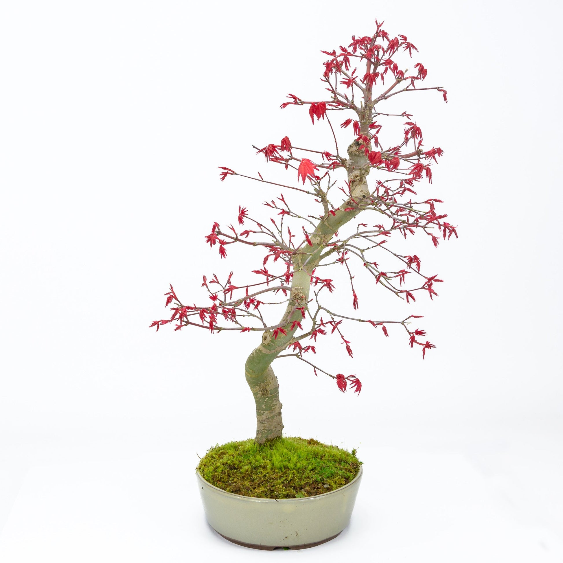 Bonsaï d'extérieur Acer palmatum Deshojo pot ovale beige 21 cm, hauteur ~45 cm