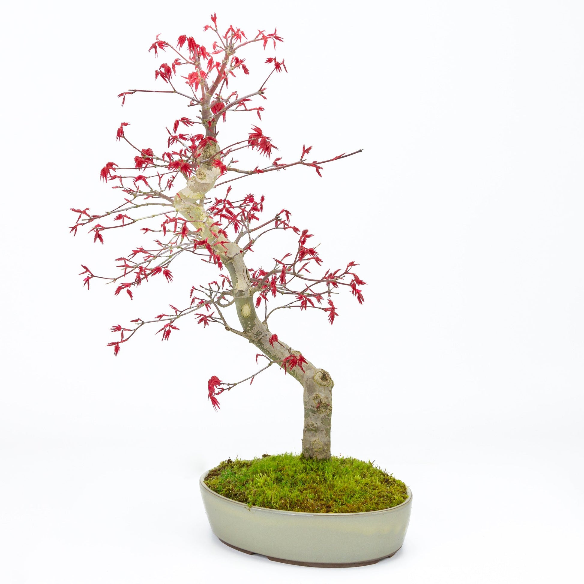 Bonsaï d'extérieur Acer palmatum Deshojo pot ovale beige 21 cm, hauteur ~45 cm
