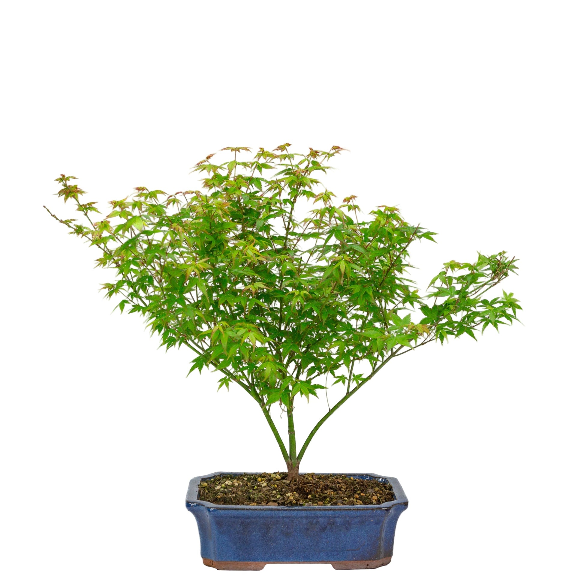 Bonsaï d'extérieur Acer palmatum Little Princess pot Mokko bleu 25 cm, hauteur ~46 cm