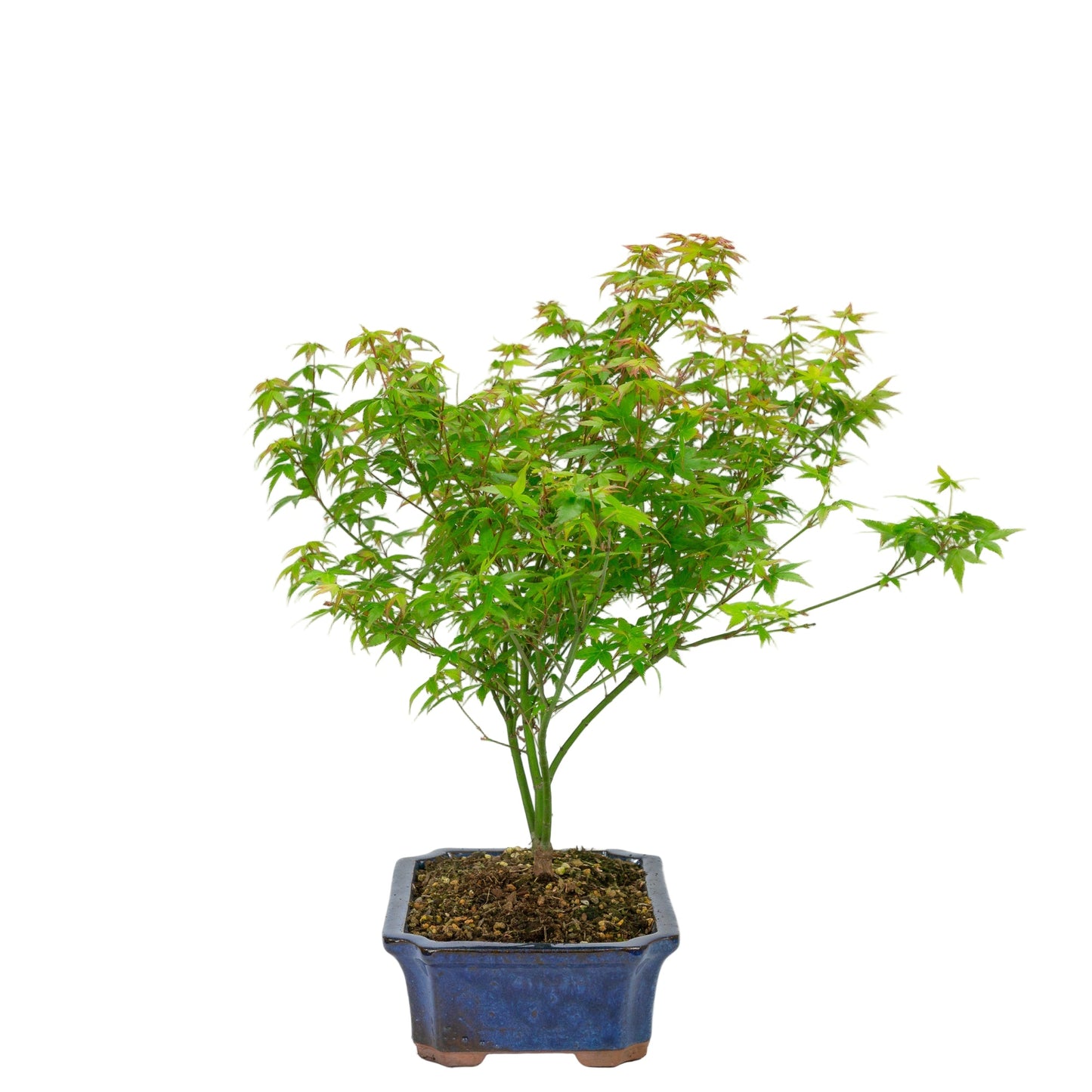 Bonsaï d'extérieur Acer palmatum Little Princess pot Mokko bleu 25 cm, hauteur ~46 cm