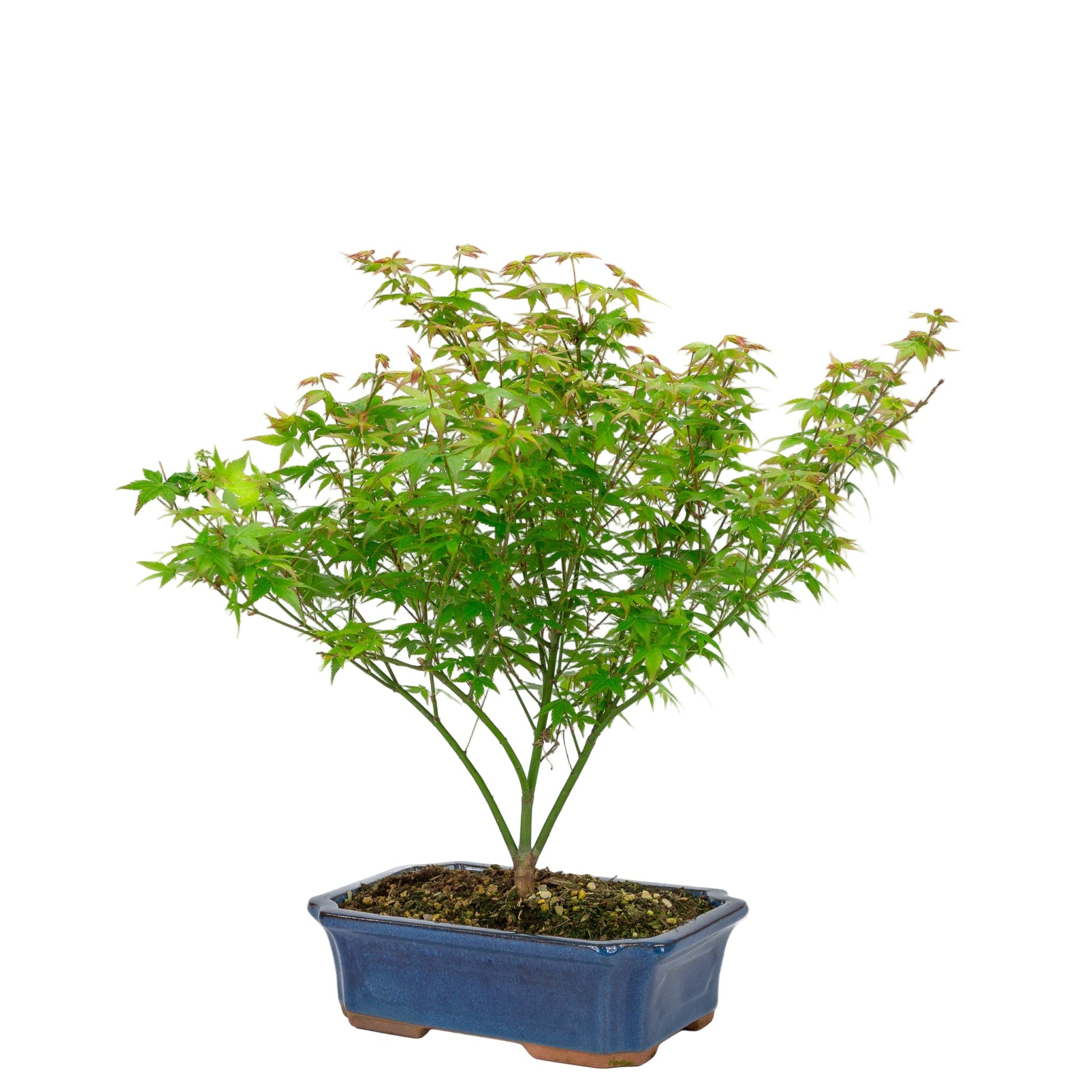 Bonsaï d'extérieur Acer palmatum Little Princess pot Mokko bleu 25 cm, hauteur ~46 cm