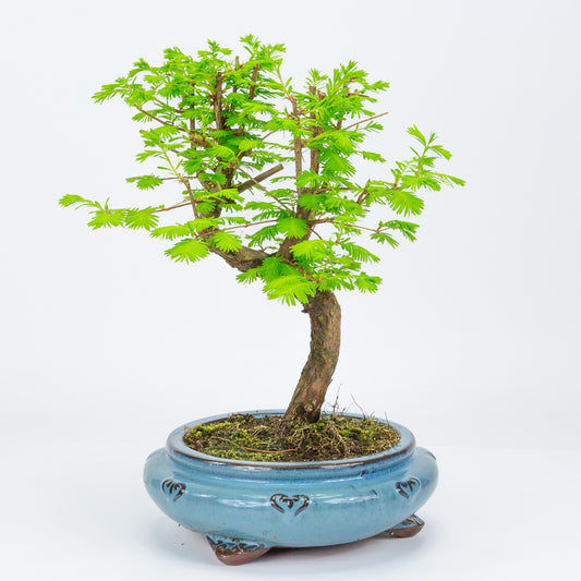 Bonsaï d'extérieur Metasequoia, pot rond bleu 20 cm, hauteur 40 cm