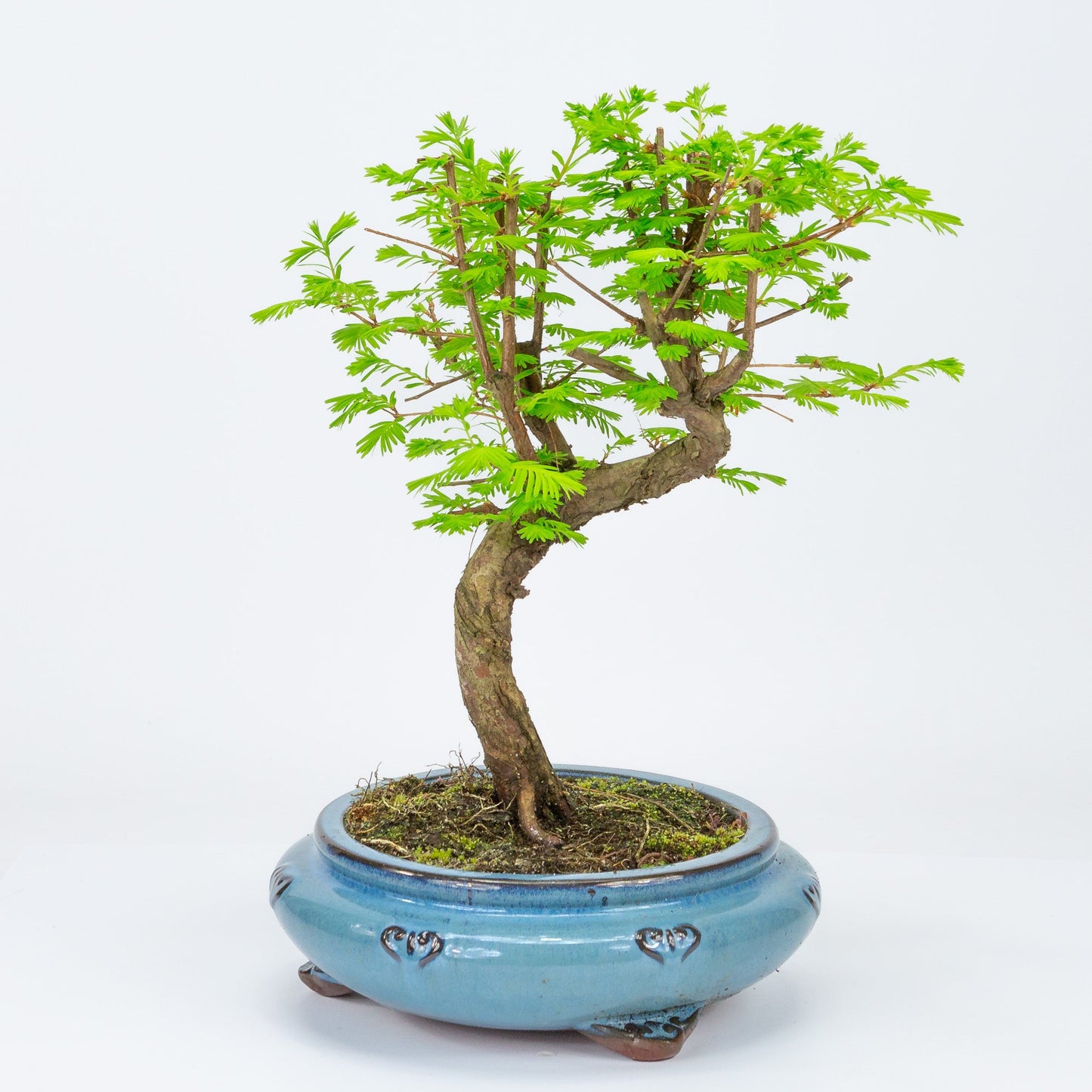 Bonsaï extérieur Metasequoia pot rond bleu 20 cm, hauteur 40 cm