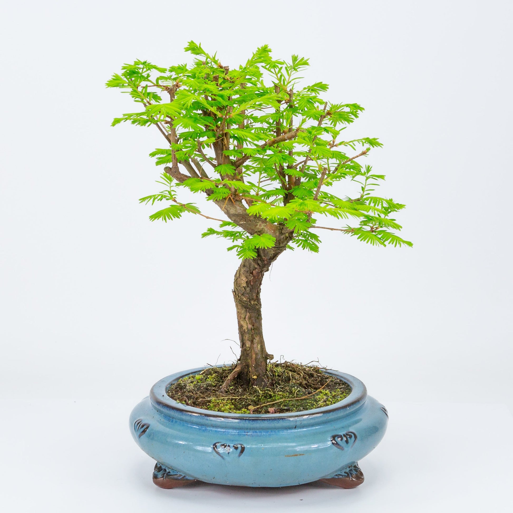 Bonsaï extérieur Metasequoia pot rond bleu 20 cm, hauteur 40 cm